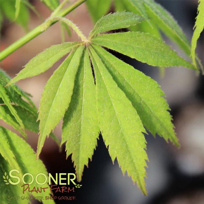 Image property of Sooner Plant Farm, Inc.