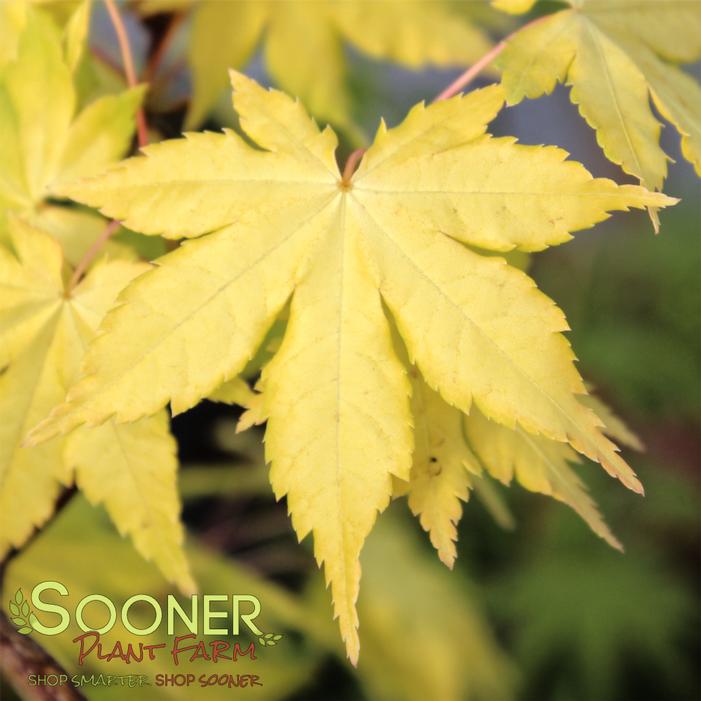 Image property of Sooner Plant Farm, Inc.