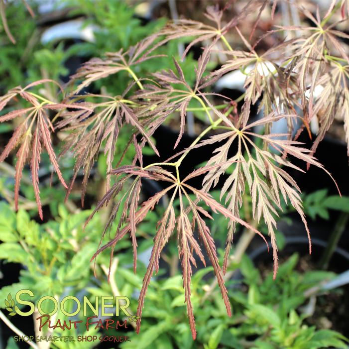 Image property of Sooner Plant Farm, Inc.