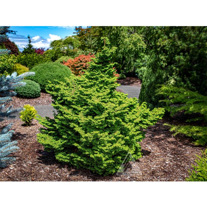 Image property of and used with permission from Iseli Nursery