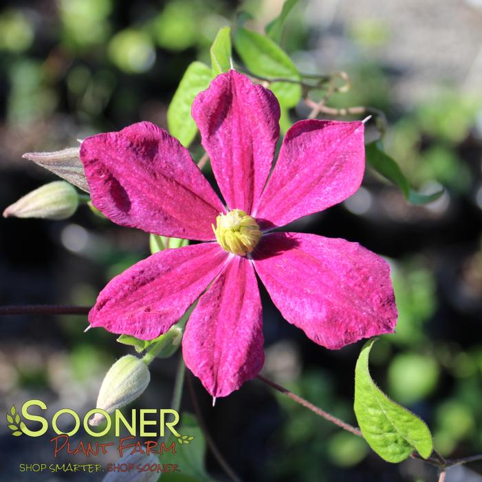 Clematis x 'Mme. Edouard Andre'