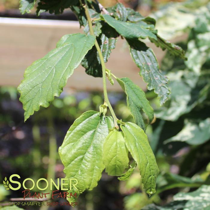 Image property of Sooner Plant Farm, Inc.