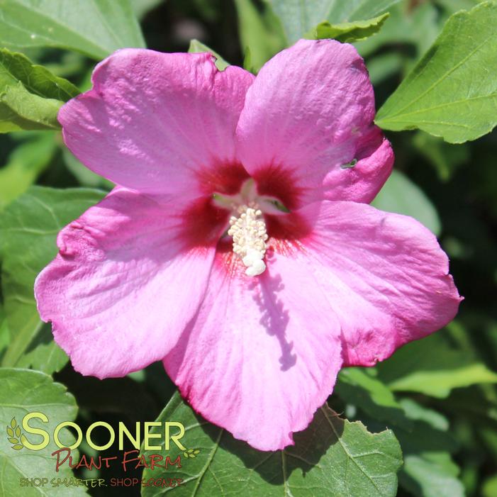 Image property of Sooner Plant Farm, Inc.