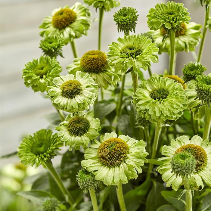 Image used with permission from Creek Hill Nursery