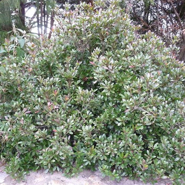 Image used with permission from JC Raulston Arboretum