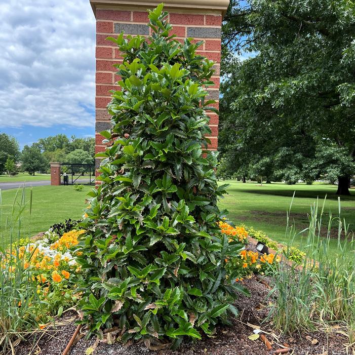 Image used with permission from Greenleaf Nursery Company