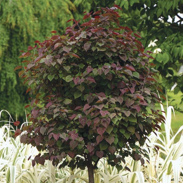Image used with permission from Greenleaf Nursery Company