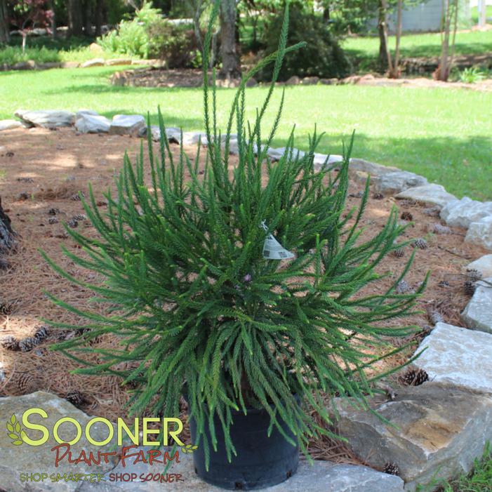 Image property of Sooner Plant Farm, Inc.