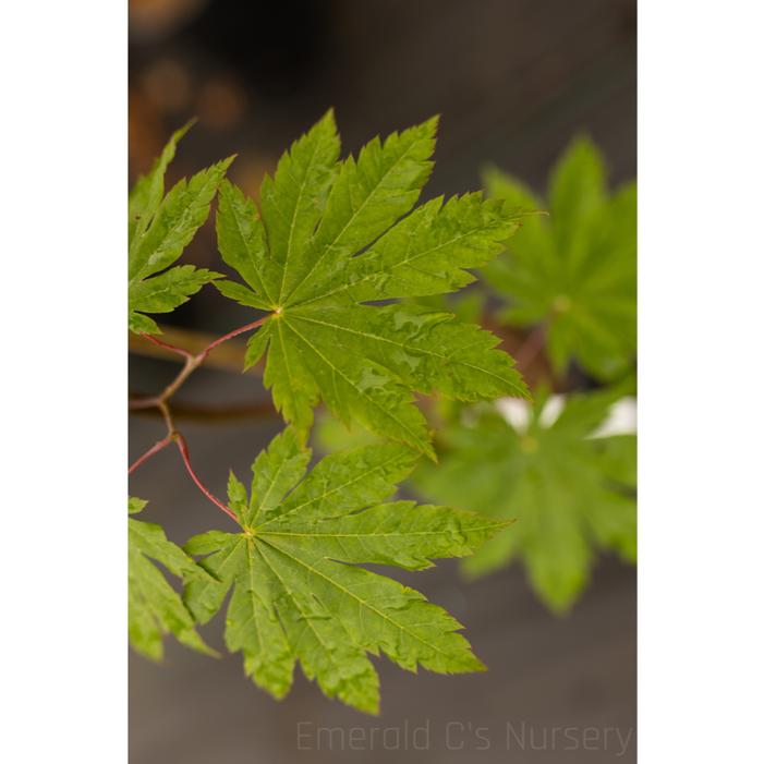 Image property of and used with permission from Emerald C's Nursery