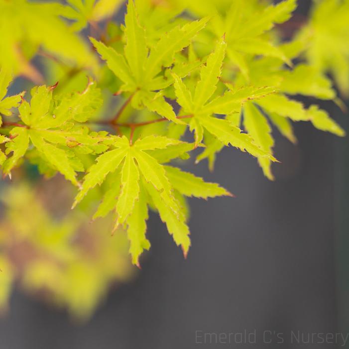 Image property of and used with permission from Emerald C's Nursery