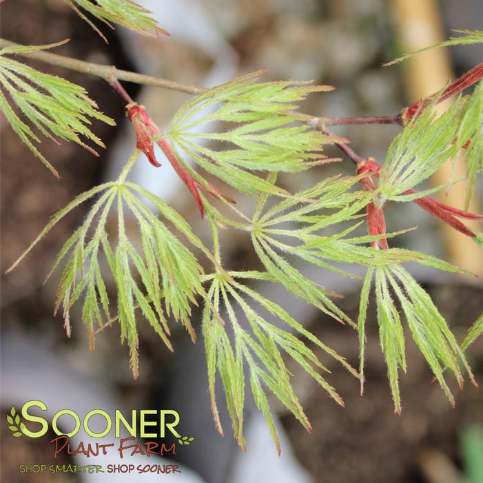 Image property of Sooner Plant Farm, Inc.