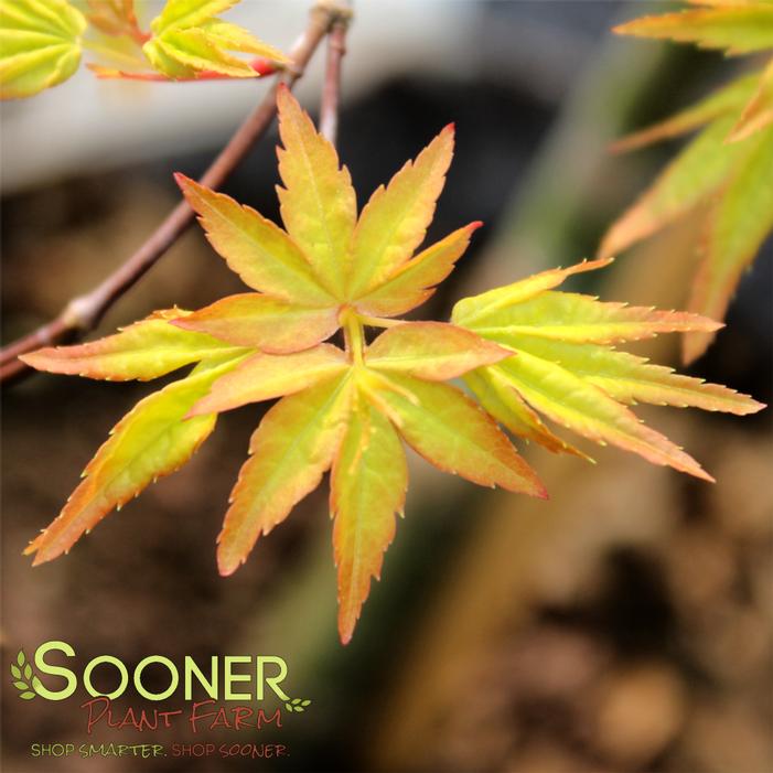 Image property of Sooner Plant Farm, Inc.