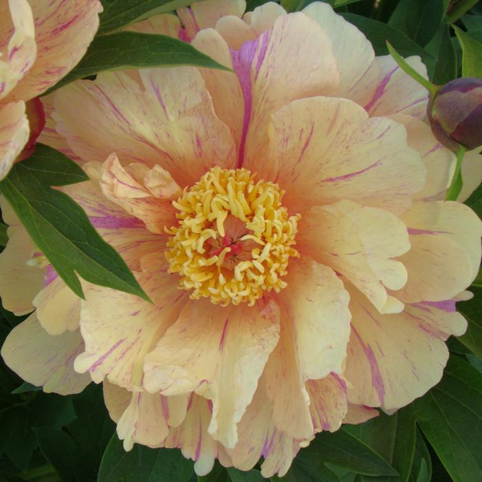 Image property of and used with permission from Heritage Seedlings, Inc.