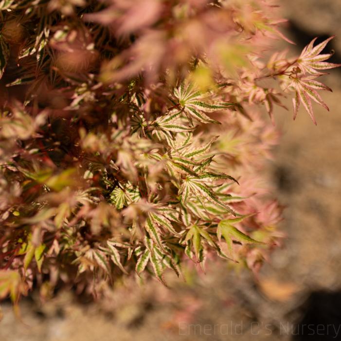 Image property of and used with permission from Emerald C's Nursery