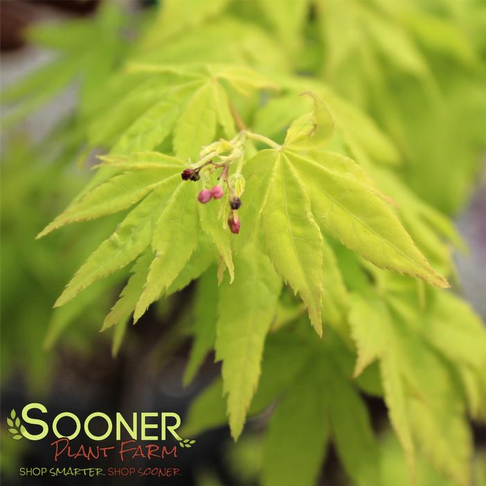 Image property of Sooner Plant Farm, Inc.