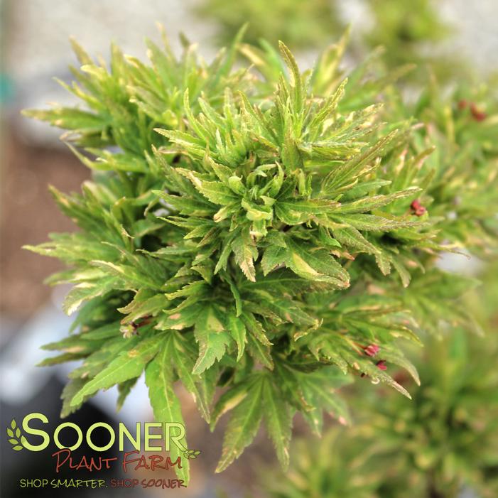 Image property of Sooner Plant Farm, Inc.