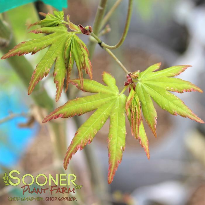 Image property of Sooner Plant Farm, Inc.