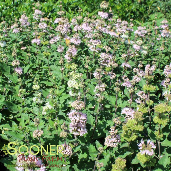 Image property of Sooner Plant Farm, Inc.