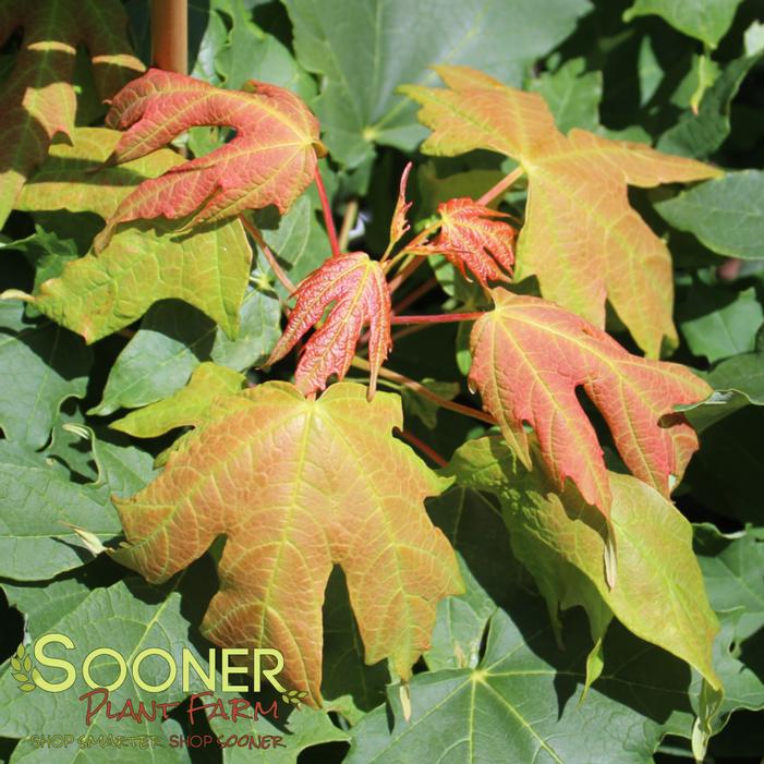 Image property of Sooner Plant Farm, Inc.