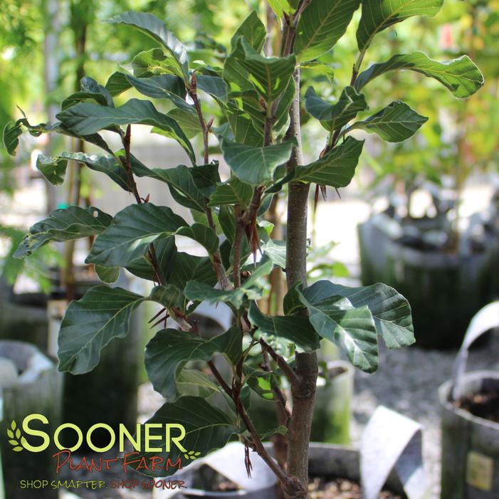 Image property of Sooner Plant Farm, Inc.