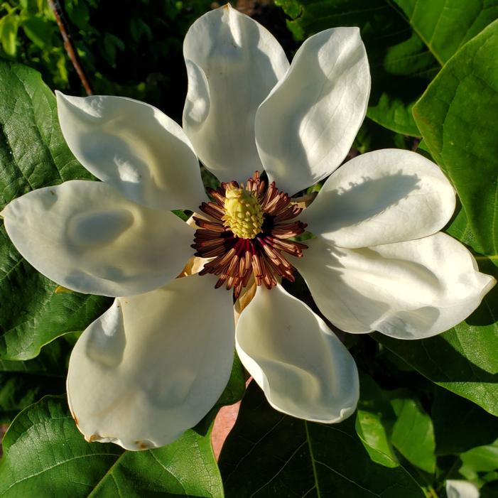 Image property of and used with permission from Heritage Seedlings, Inc.