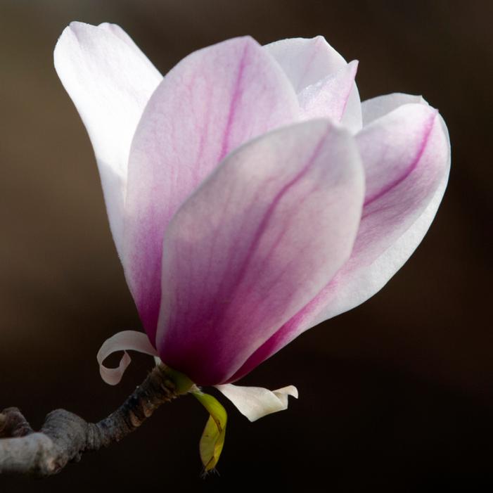 Image property of and used with permission from Heritage Seedlings, Inc.