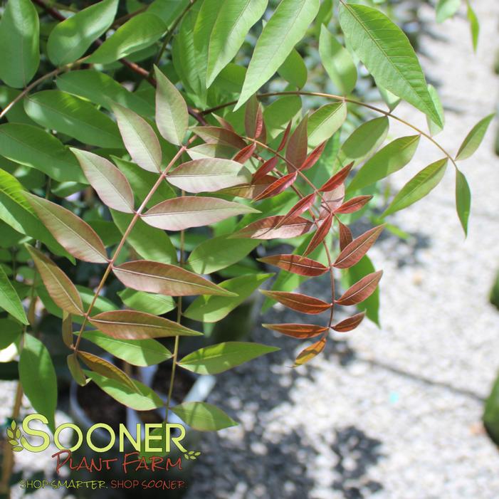 Image property of Sooner Plant Farm, Inc.