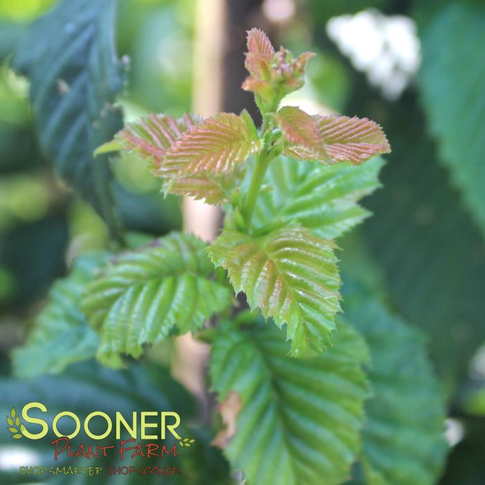 Image property of Sooner Plant Farm, Inc.