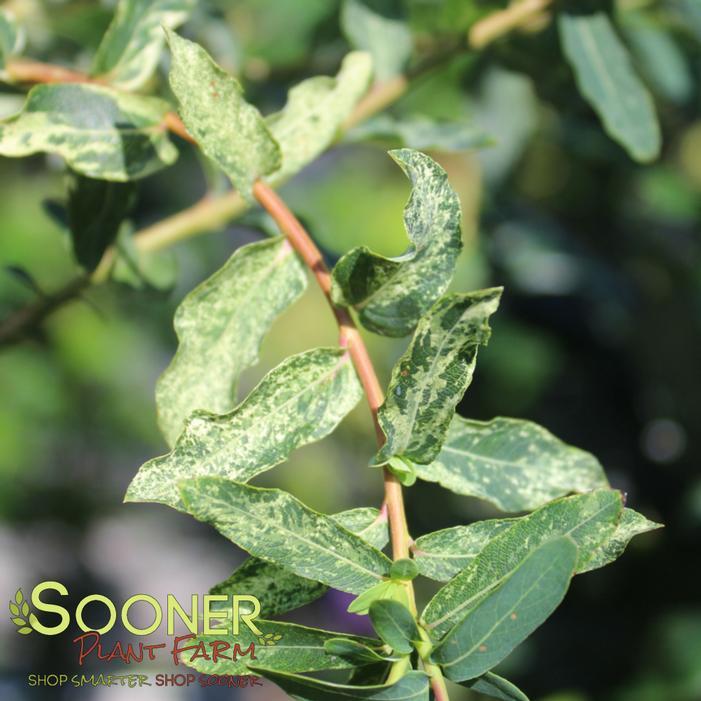 Image property of Sooner Plant Farm, Inc.