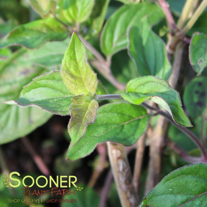 Image property of Sooner Plant Farm, Inc.