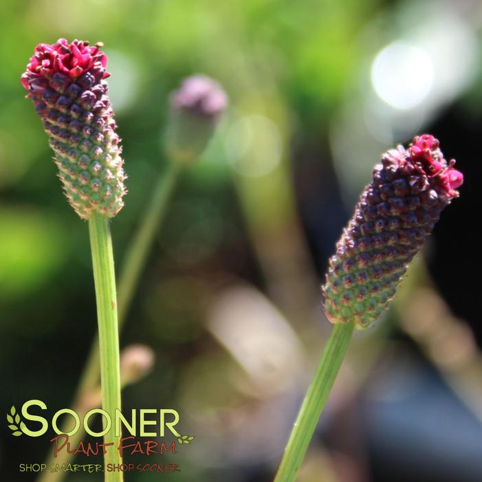Image property of Sooner Plant Farm, Inc.