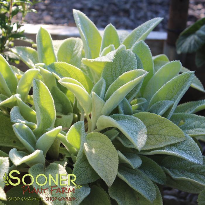Image property of Sooner Plant Farm, Inc.