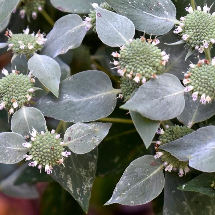 Image courtesy of Creek Hill Nursery