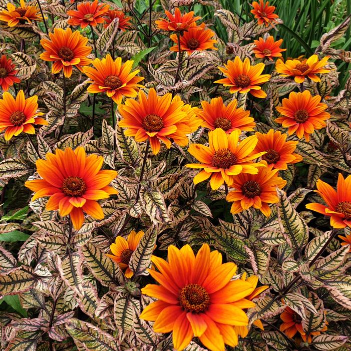 Image courtesy of Creek Hill Nursery