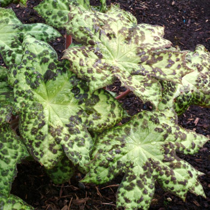 Photo courtesy of Terra Nova Nurseries, Inc.