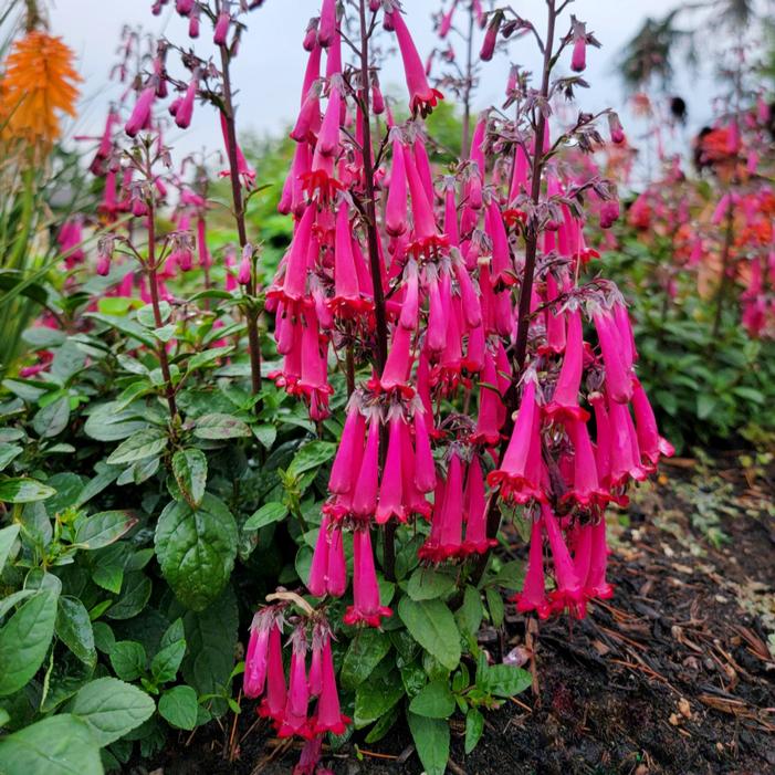 Photo courtesy of Terra Nova Nurseries, Inc.