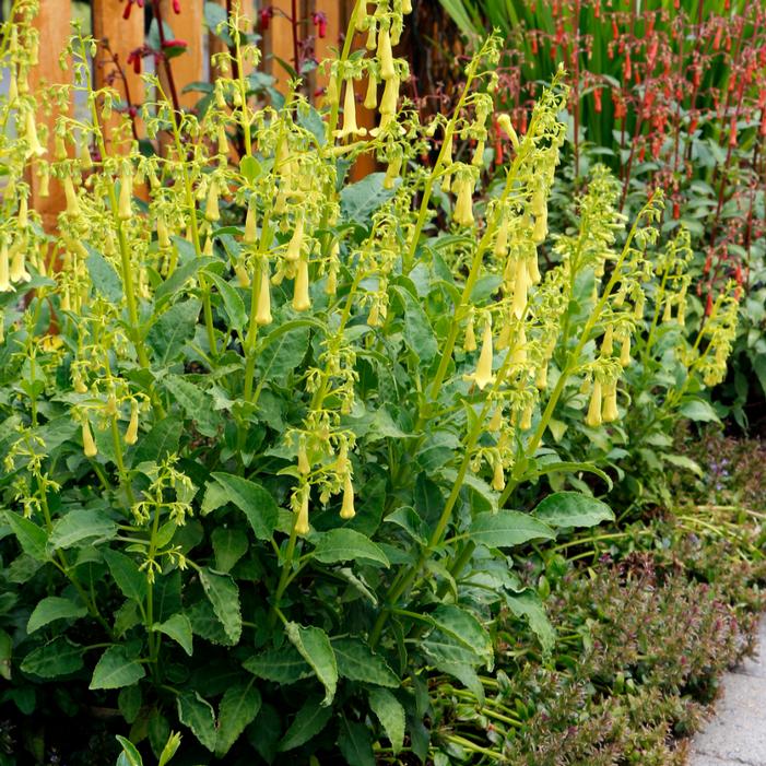 Photo courtesy of Terra Nova Nurseries, Inc.