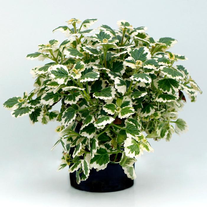 Photo courtesy of Terra Nova Nurseries, Inc.