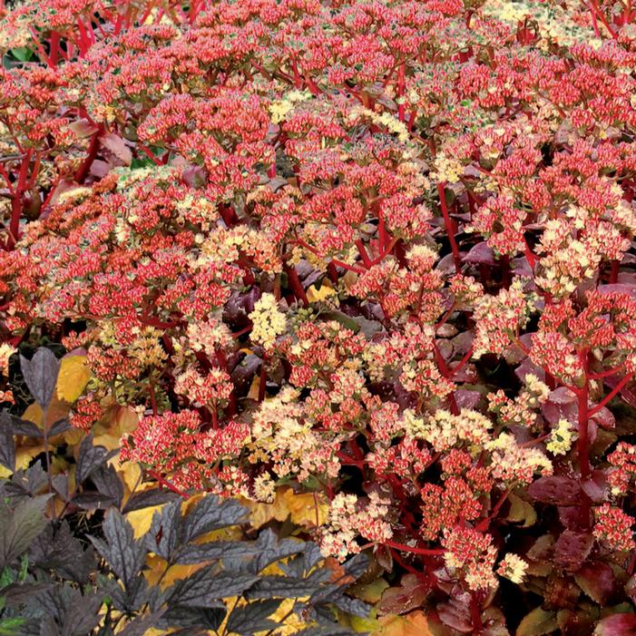 Photo courtesy of Terra Nova Nurseries, Inc.