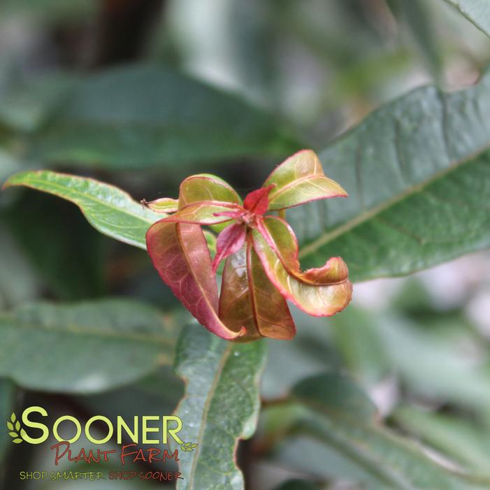 Image property of Sooner Plant Farm, Inc.