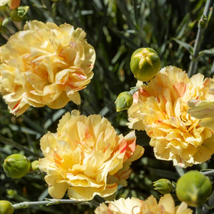 Image courtesy of Growing Colors / Gardenworld, Inc.