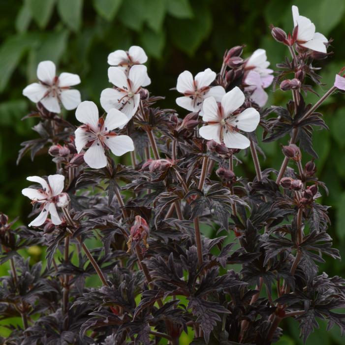 Image courtesy of Growing Colors / Gardenworld, Inc.