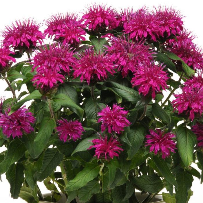 Image courtesy of Growing Colors / Gardenworld, Inc.