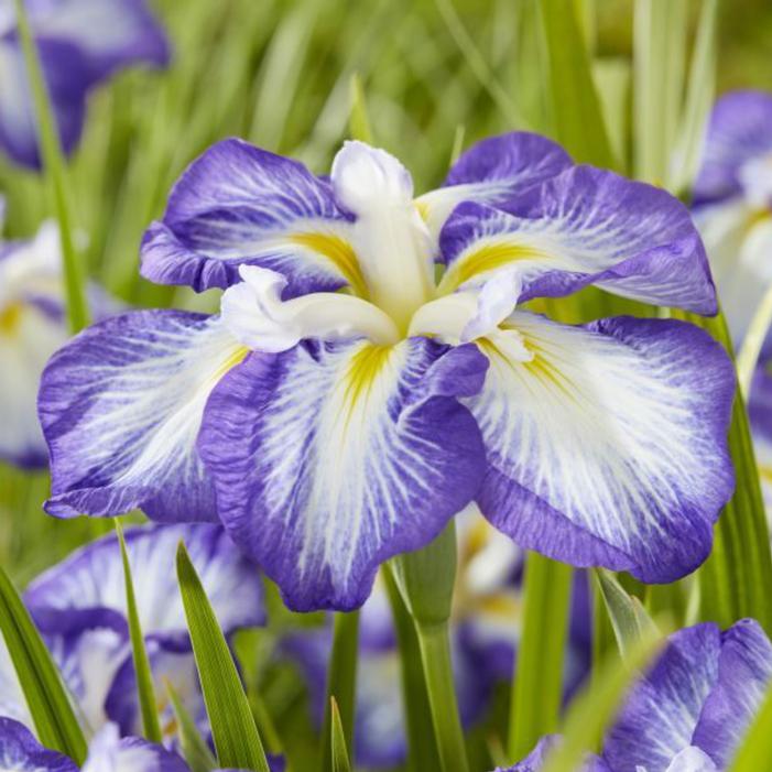 Image courtesy of Growing Colors / Gardenworld, Inc.