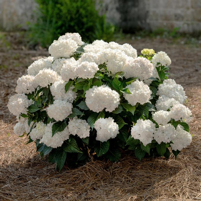 Image courtesy of Bailey Nurseries