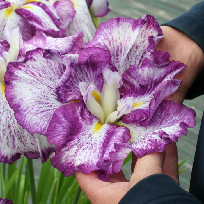 Image courtesy of Growing Colors / Gardenworld, Inc.