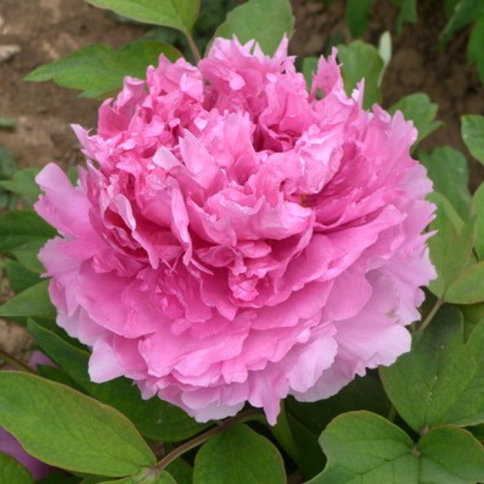 Image courtesy of Growing Colors / Gardenworld, Inc.