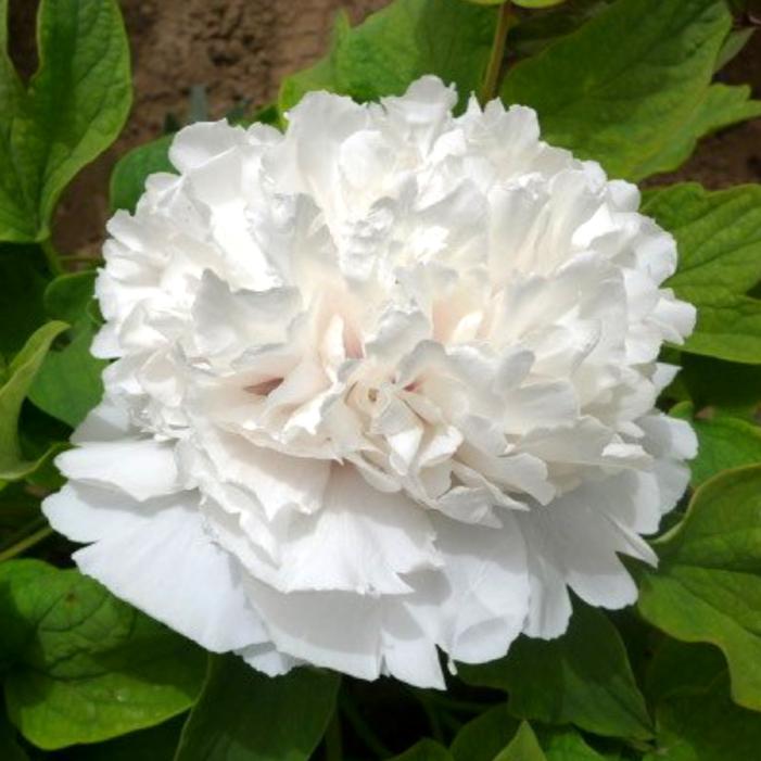 Image courtesy of Growing Colors / Gardenworld, Inc.