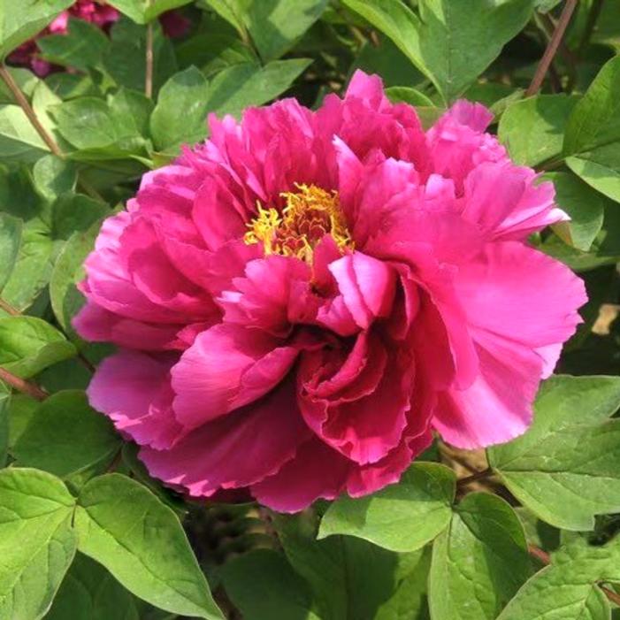 Image courtesy of Growing Colors / Gardenworld, Inc.