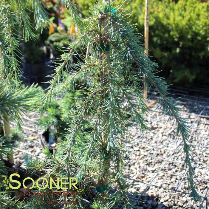 Image property of Sooner Plant Farm, Inc.